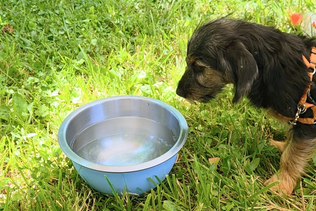 Dog outside with a water bowl