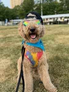 Labradoodle wearing hat and sunglasses at a festival