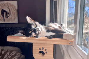 Cat laying on bed attached to window in the sun