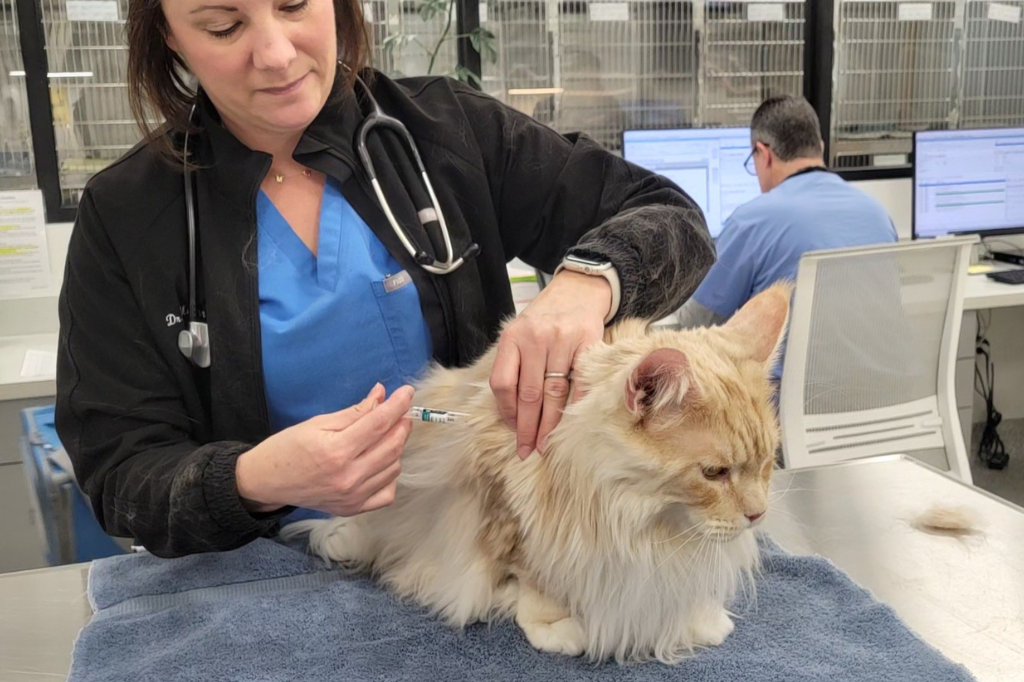 Veterinarian giving cat a vaccine