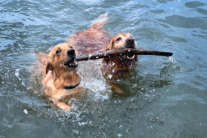 Two dogs swimming in the lake with a stick in their mouths