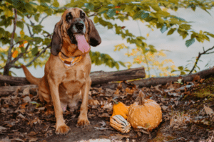 Hound dog sitting next to a pumpkin and two gourds, surrounded by fall leaves
