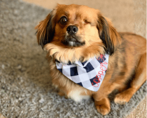 One eyed small brown dog wearing a bandana