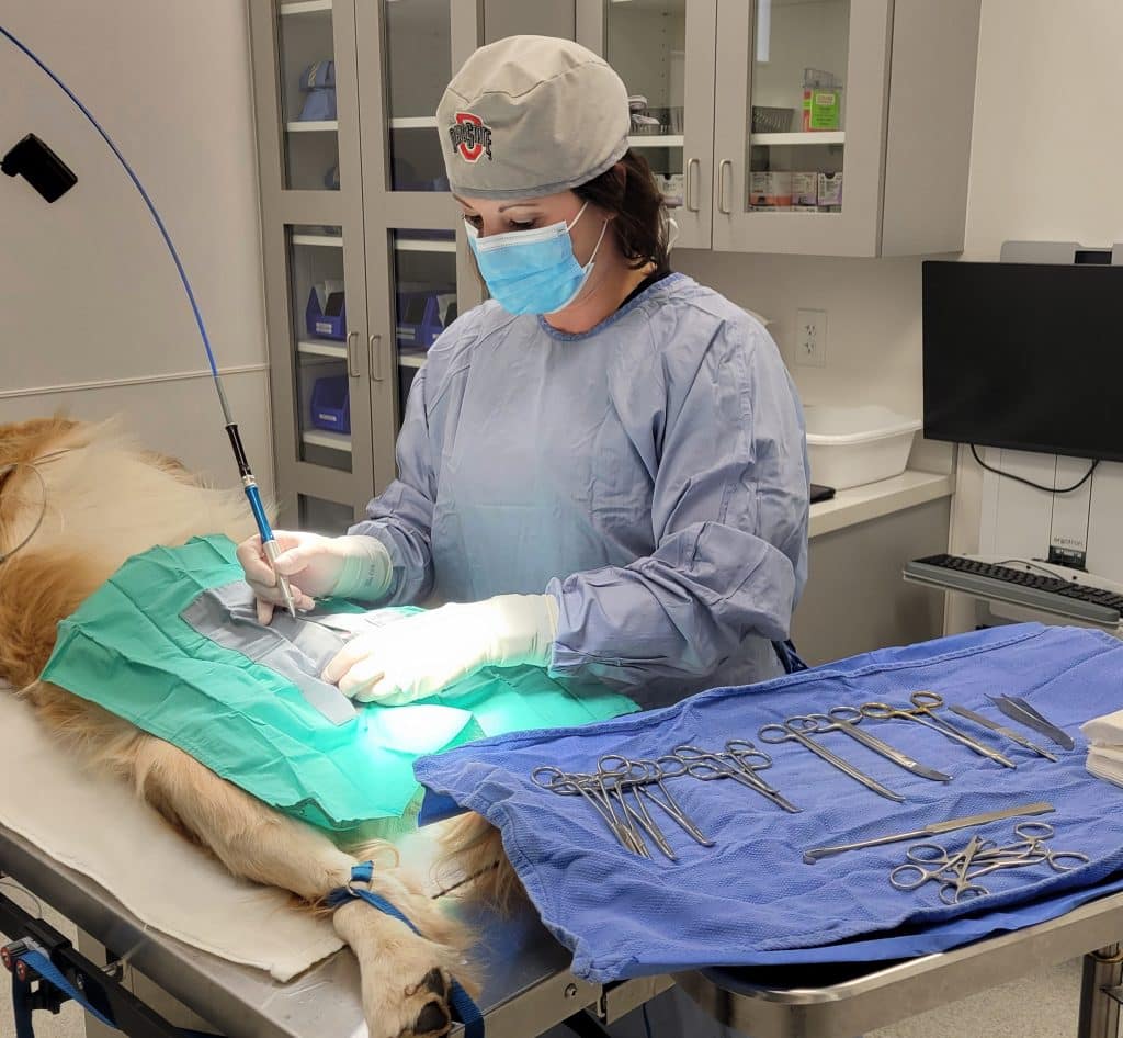 Veterinary Surgery in Cleveland, OH - West Park Animal Hospital