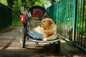 Senior golden retriever lounging in pet stroller