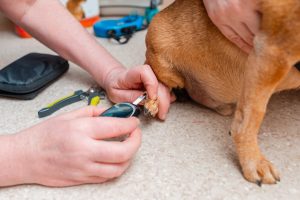 Human testing blood glucose level of dog