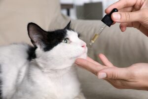 Cat receiving medication from dropper 