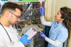 Veterinary staff working next to cat in crate