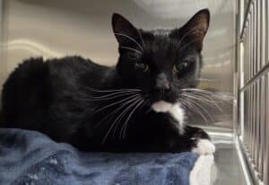 Diabetic Cat Boarding in cage with fluffy blanket