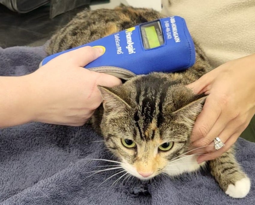 Cat getting scanned for a microchip
