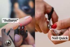 Side-by-side image showing bullseye and nail quick on pet paws