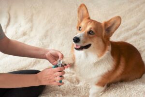 Dog owner trimming corgi nails 