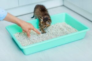 Hand pointing to litter as kitten climbs into litter box 