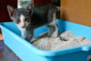 kitten in blue litter box 