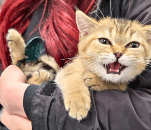 beige tabby kitten being held in arms of team member