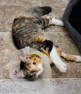 Cat wearing cone after spay surgery