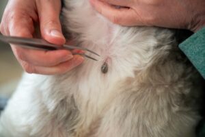 Owner removing feeding tick from dog with tweezers 